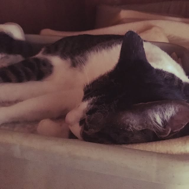 Shihoさんの実例写真