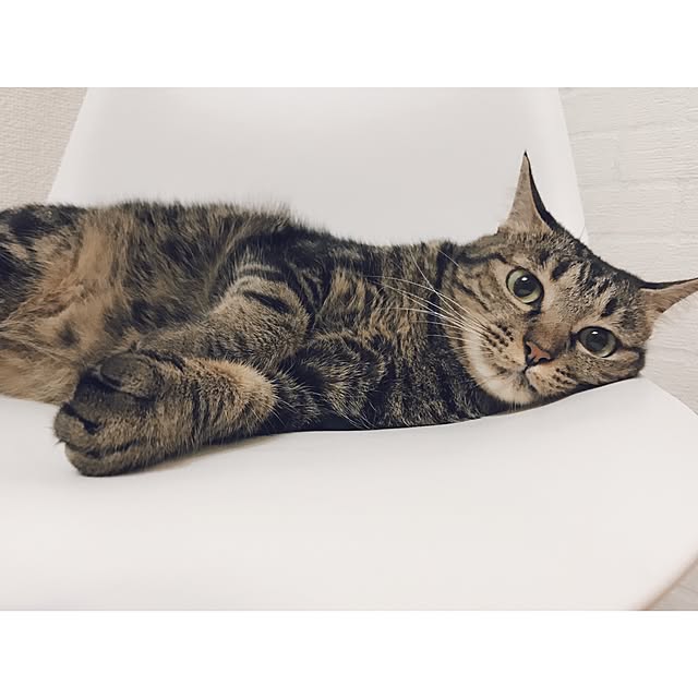ineko_kさんの実例写真