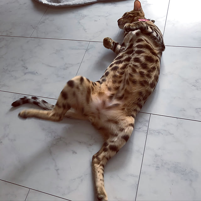 iranさんの実例写真