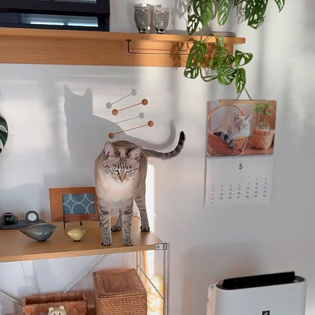 amさんの実例写真