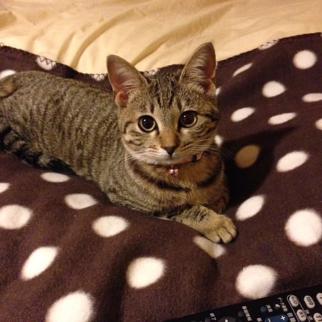 mojikoさんの実例写真