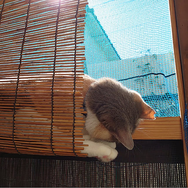 fukuさんの実例写真