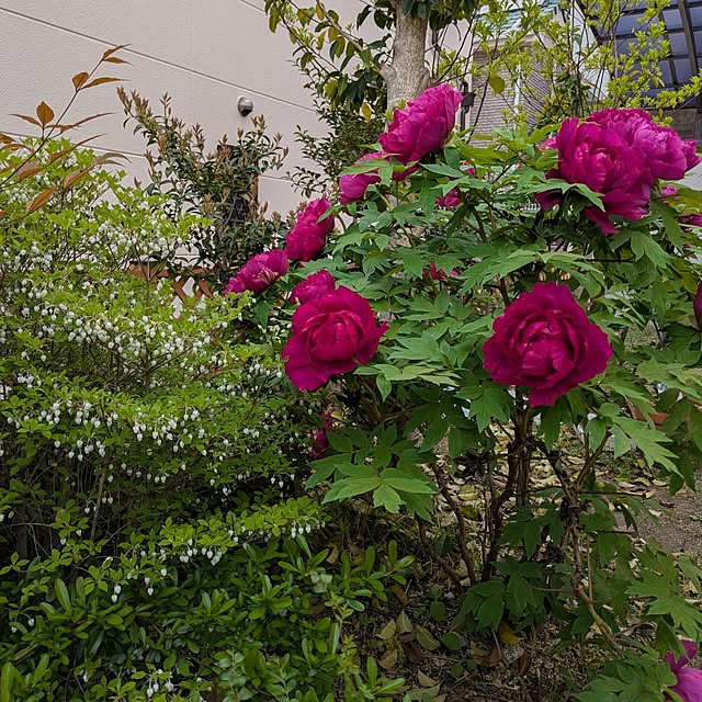 dadaさんの実例写真