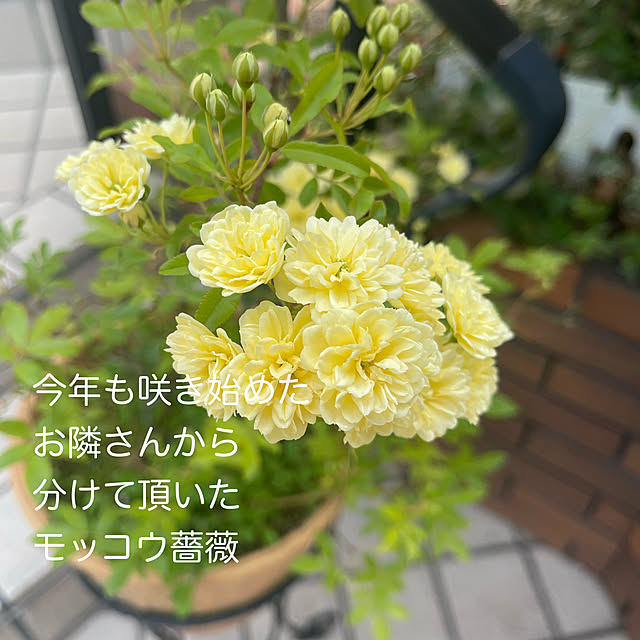玄関/入り口/モッコウバラ黄色/山暮らし/ぼちぼち投稿/ハンギング...などのインテリア実例 - 2025-04-26 22:38:09