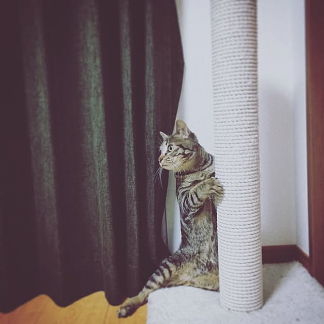 chobicoさんの実例写真