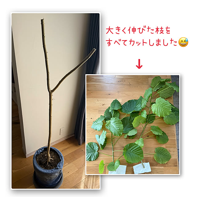 sachieyさんの実例写真