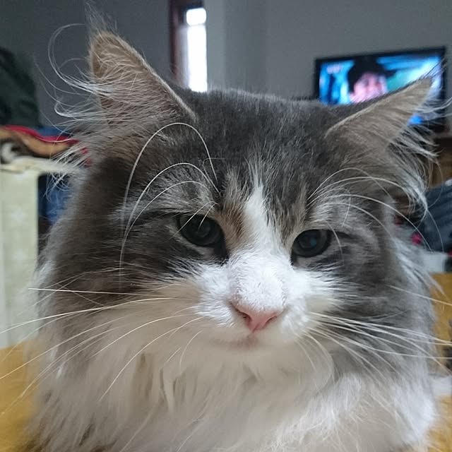 shinobuさんの実例写真