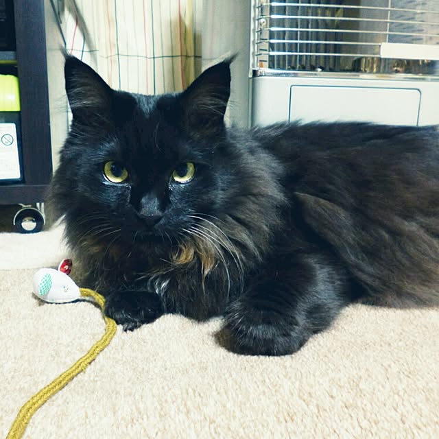 coroさんの実例写真