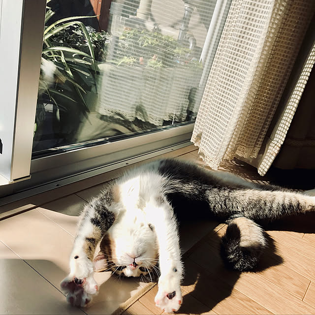 nekomiさんの実例写真