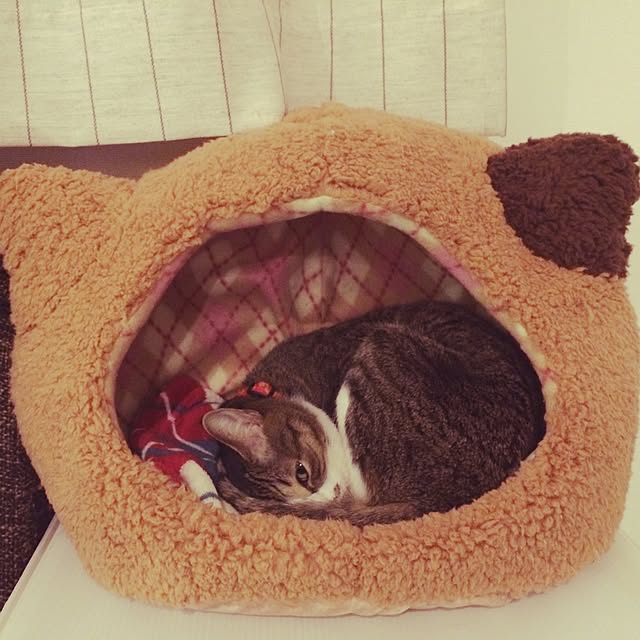 ayapiiiiceさんの実例写真