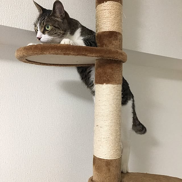 tiiiiinaoさんの実例写真