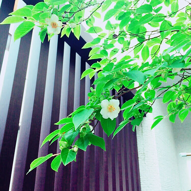 saorinrinさんの実例写真