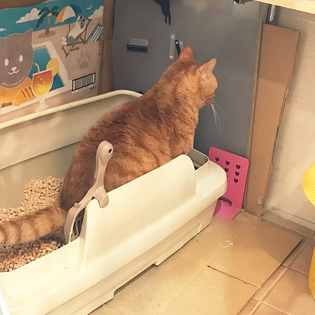 kou-kitiさんの実例写真