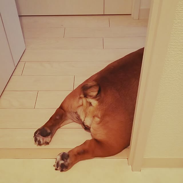 panchobiさんの実例写真