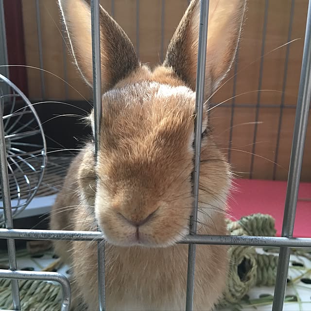 mariさんの実例写真