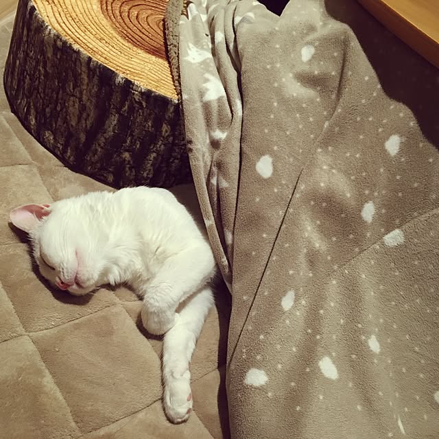 yumiさんの実例写真