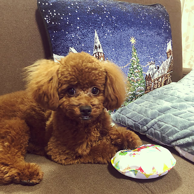 Ruyoさんの実例写真