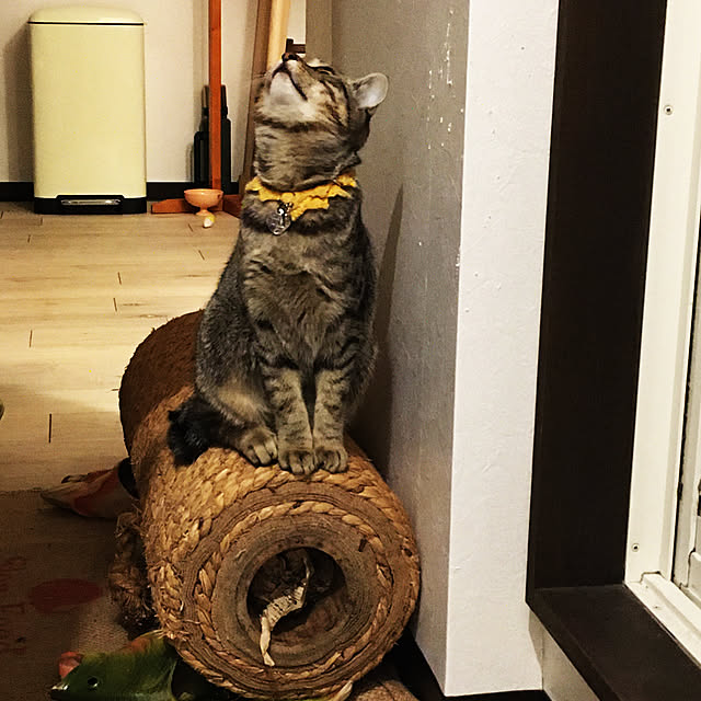 Mさんの実例写真