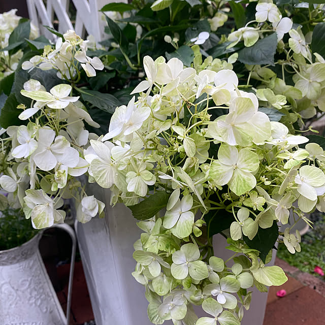 Sakuraさんの部屋