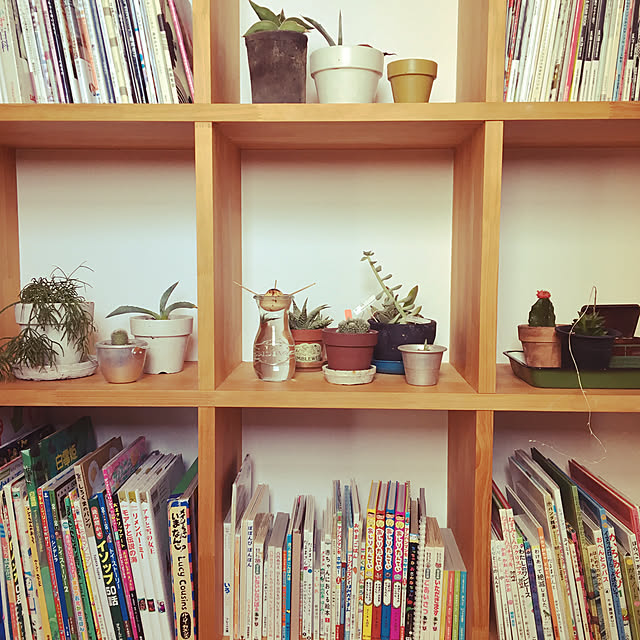 本棚ディスプレイ/本棚/観葉植物/暮らし/植物のある暮らし...などのインテリア実例 - 2019-04-09 08:36:41