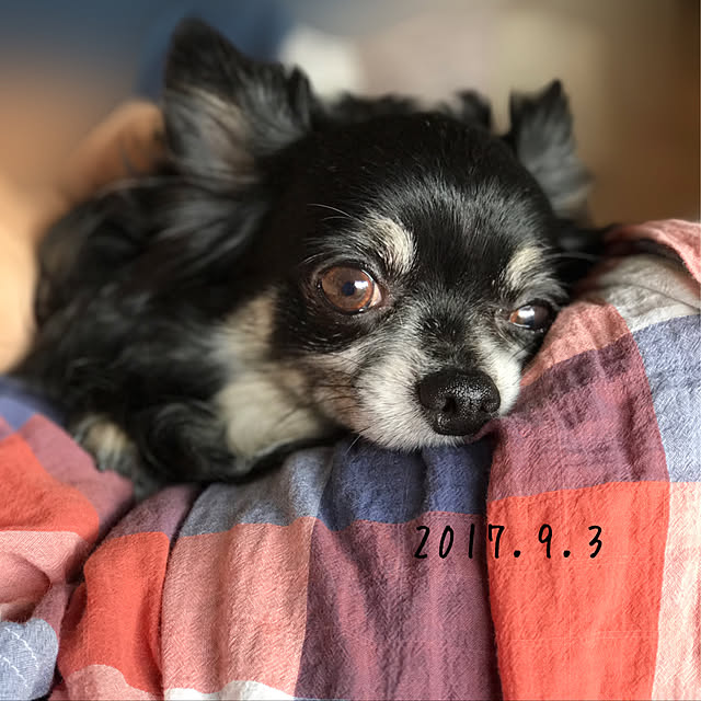 mockさんの実例写真