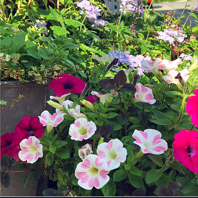 yukarin-gardenさんの実例写真