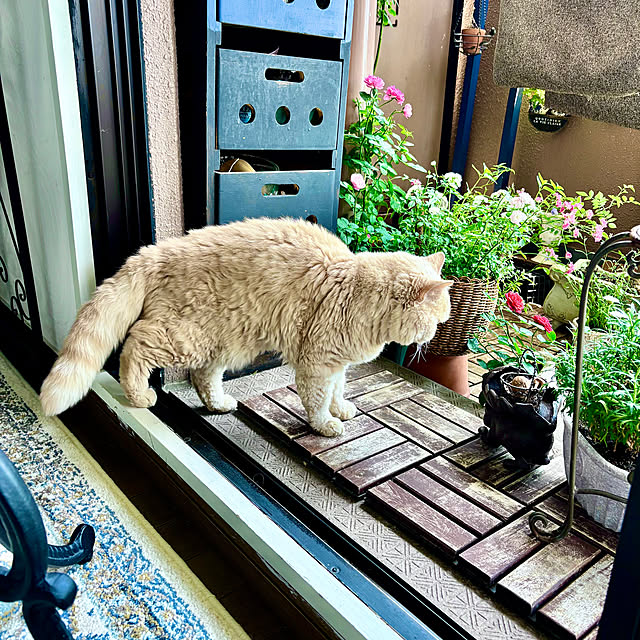 naokoさんの部屋