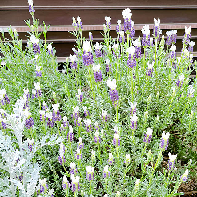 eriharuさんの実例写真