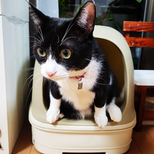 karinさんの実例写真
