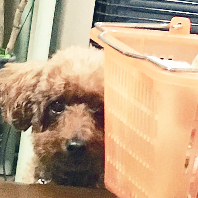 MIYUさんの実例写真