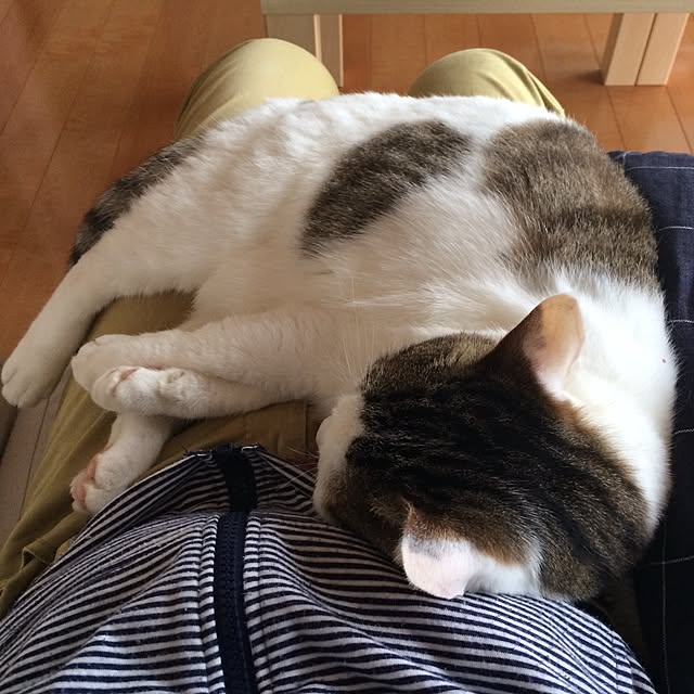 kojiさんの実例写真