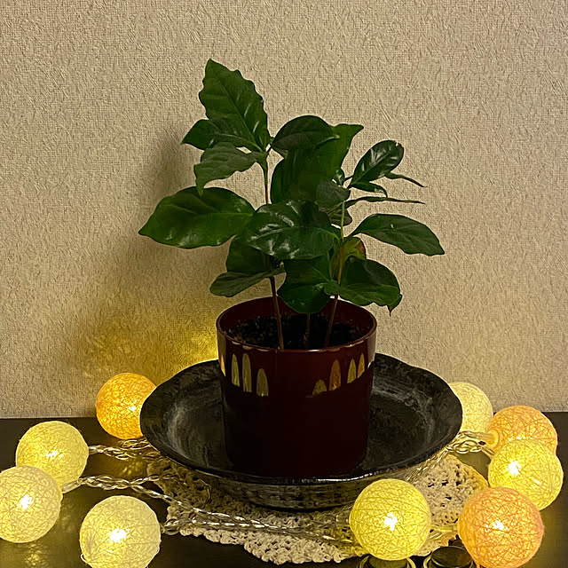 観葉植物/照明/ダイソー/棚のインテリア実例 - 2021-11-07 12:33:08