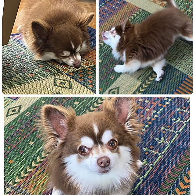 chIoeさんの実例写真