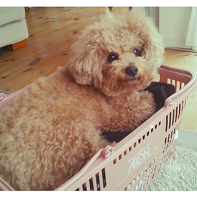 suzuさんの実例写真