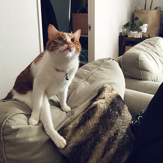 yurincaさんの実例写真