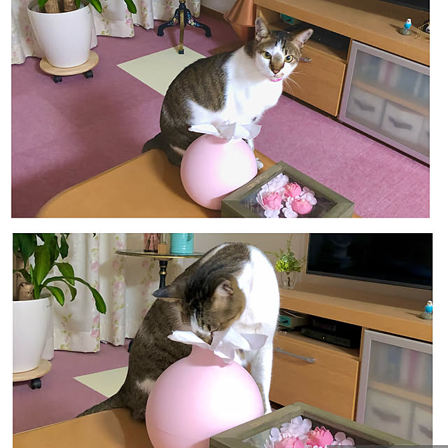 実例写真