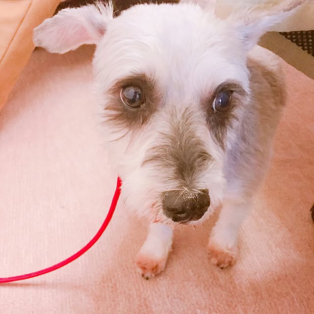 chocoruさんの実例写真