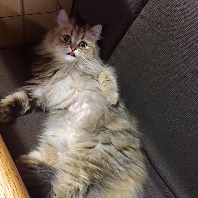 butachanさんの実例写真