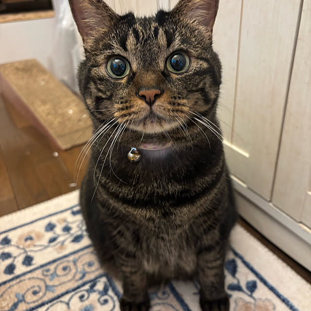 momocchiさんの実例写真