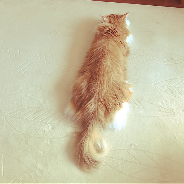 uchidaizuさんの実例写真