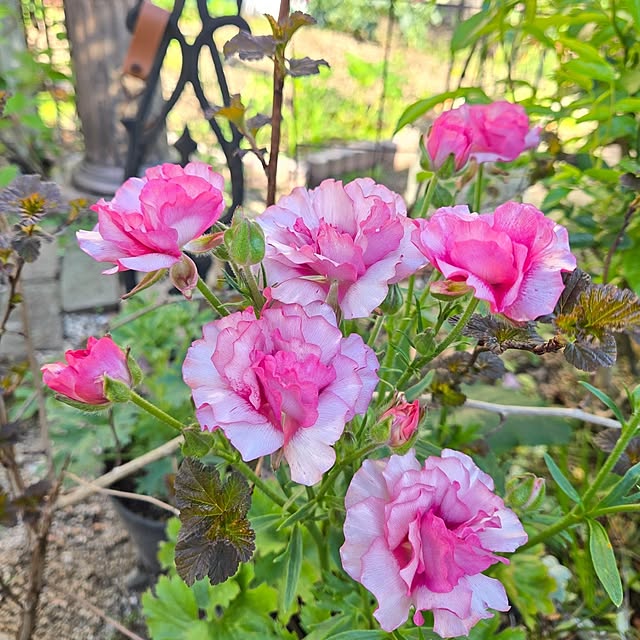 min_nimさんの実例写真