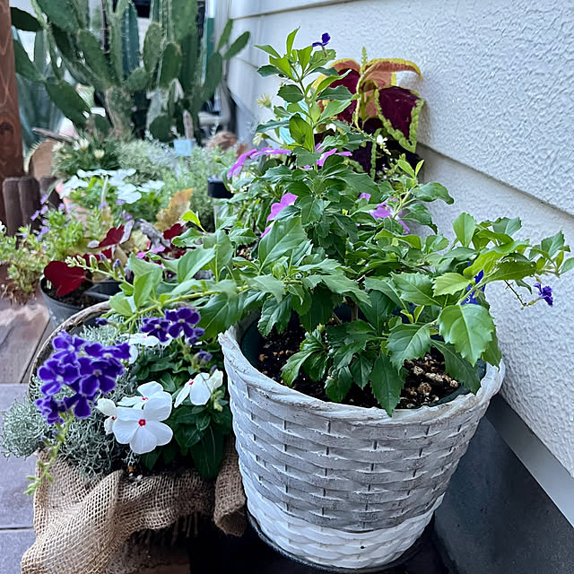 yoshibuさんの部屋