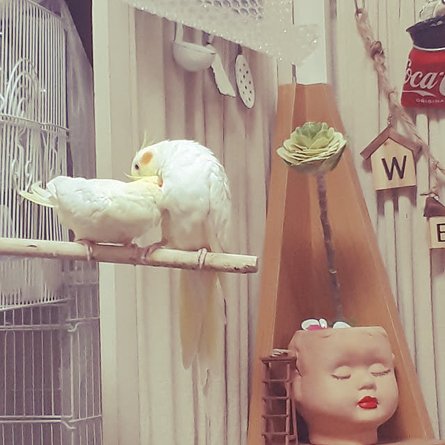 ANTENNAさんの実例写真