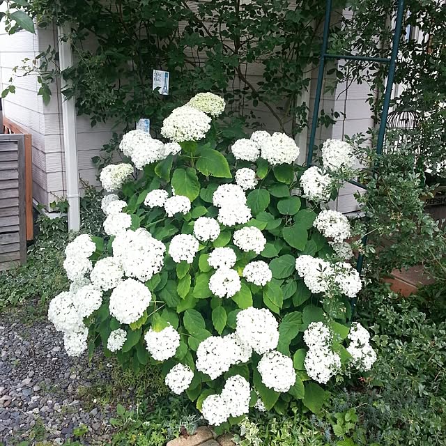 piyochanさんの実例写真