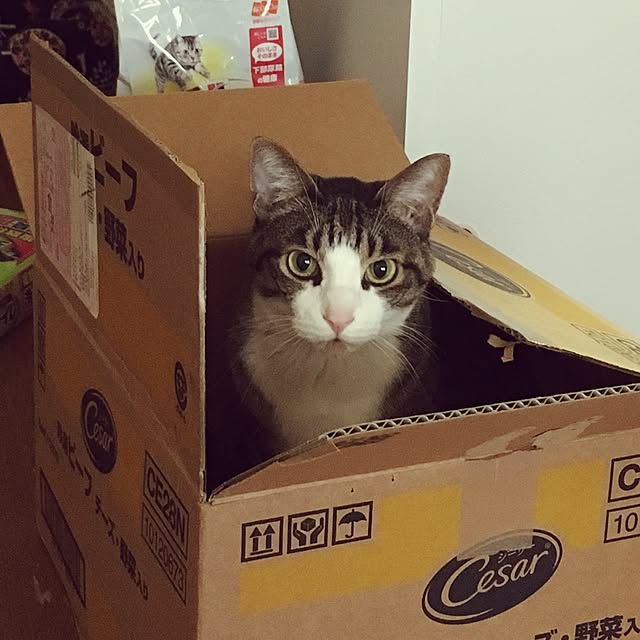 ichi.さんの実例写真