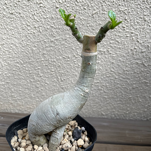 seiseiさんの部屋