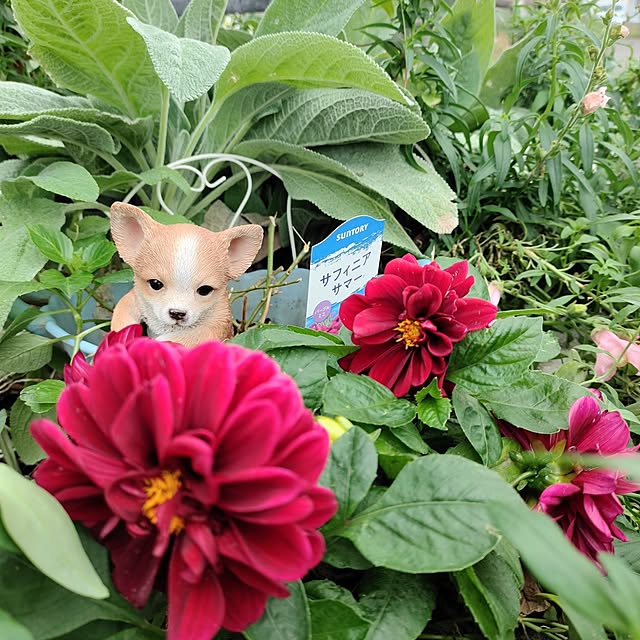 kiraさんの実例写真