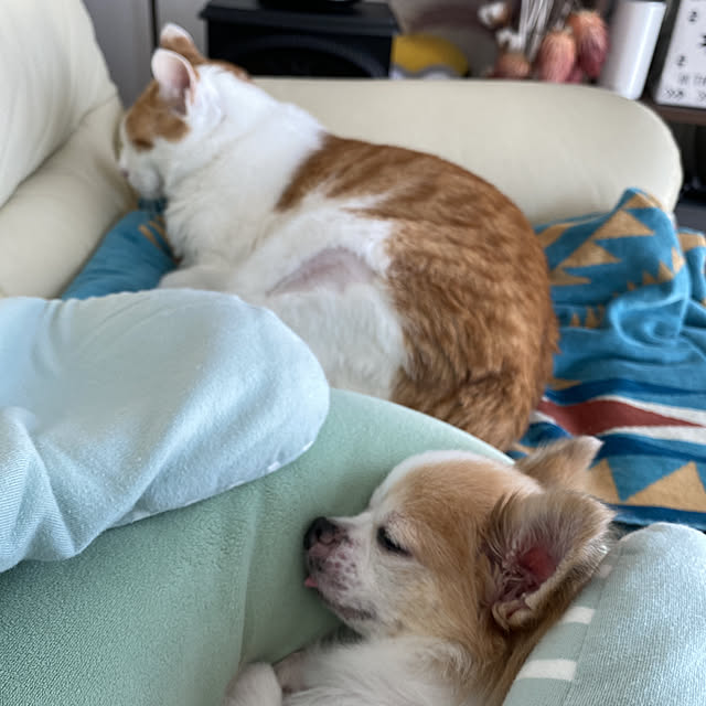 porinさんの実例写真