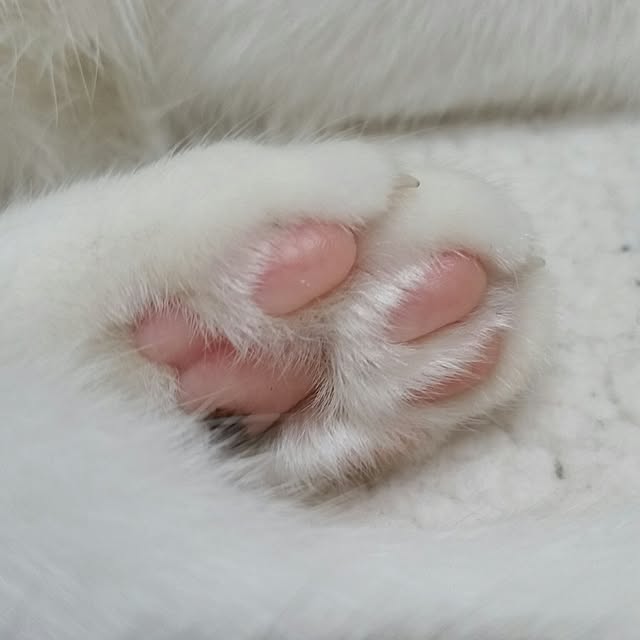 chatnoirさんの実例写真