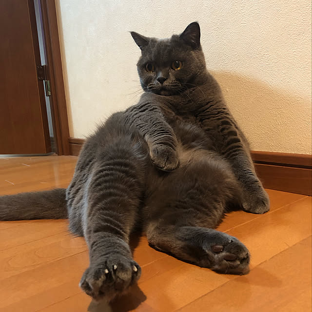 Shojiさんの実例写真